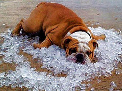 Suche nach Wasser unter dem Brunnen mit Volksmethoden Überwachung des Tierverhaltens
