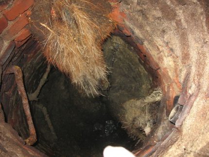 The destroyed walls of the well Sprouted roots