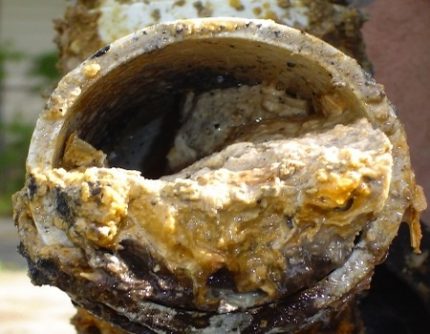 Croissance des tuyaux