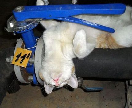 Précautions de sécurité pour les animaux et les personnes L'animal peut accidentellement paralyser