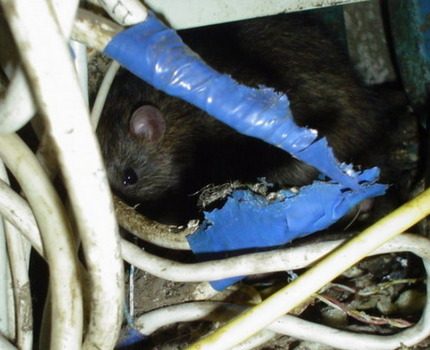 Isolierte Kabel sollten ersetzt werden. Verkabelungsschaden