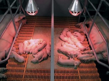 Infrarotlampe im Schweinestall