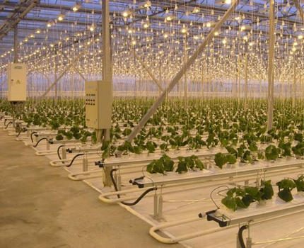 Greenhouse lighting with sodium lamps DNAZ