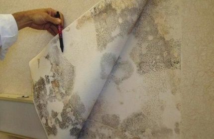 Fungo nas paredes