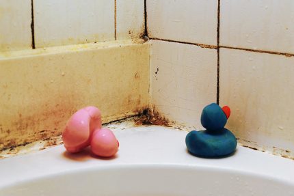 Schwarzer Schimmel im Badezimmer: Was ist der beste Weg, um den Pilz loszuwerden Schwarzer Schimmel in Aktion