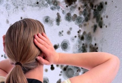 Champignon et moisissure sur les murs Moisissure et champignon sur les murs