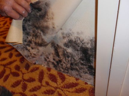 Moule sous le papier peint