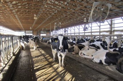 Ventilation des vaches Ventilation des vaches