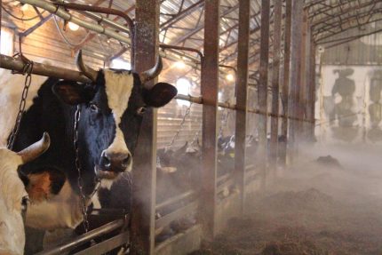 Microclimat de l'étable Microclimat de l'étable