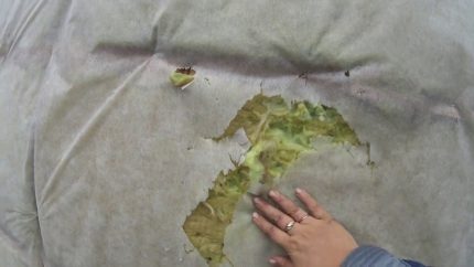 Membranda hasar ve kuşlar tarafından yalıtım