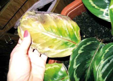 Os efeitos nocivos da umidade insuficiente Os efeitos nocivos da umidade insuficiente